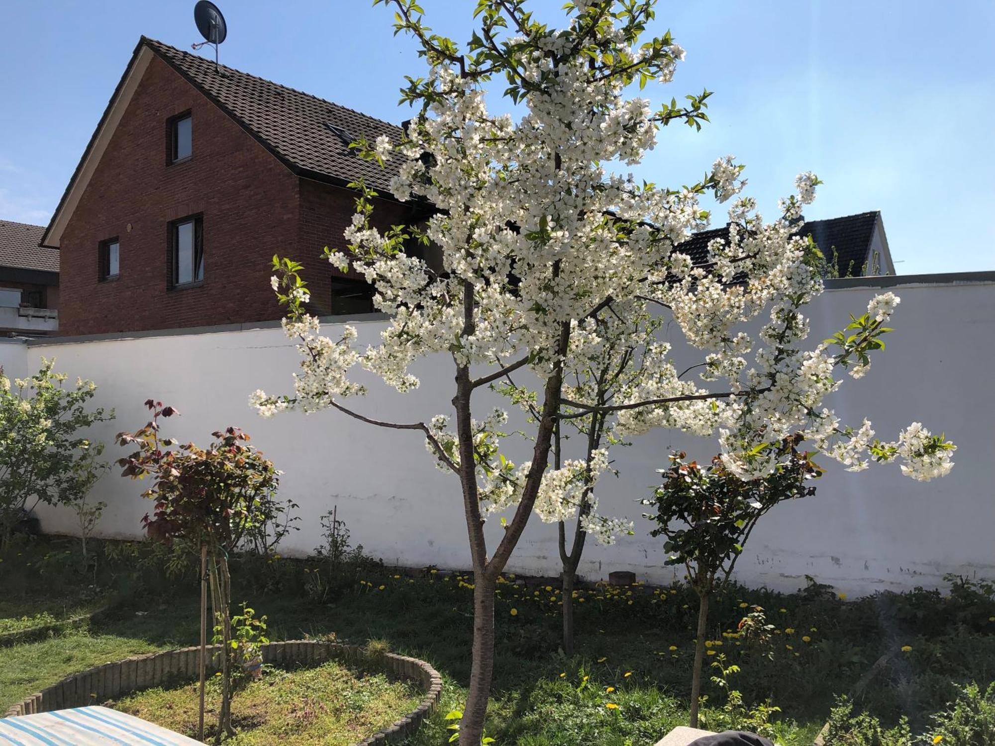 Kleve-Kellen Daire Kleve  Dış mekan fotoğraf